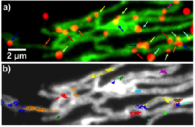 Fluoreszenzbilder zeigen die spezifische Anbindung von Nanopartikeln an Zielproteine in der Mitochondrienmembran.