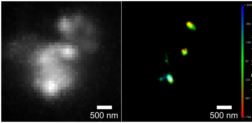 Fluoreszenzbild eines STORM-Experiments. Links, Rohdaten, rechts: Einzelmoleküllokalisationsadaten.