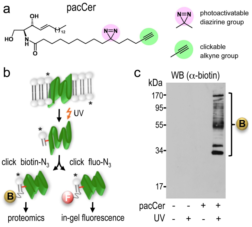 Schematic drawing and Western blot describing bifunctional lipids.